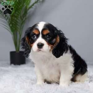 River, Cavalier King Charles Spaniel Puppy